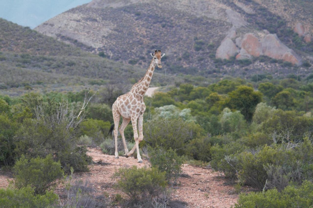 Zwartberg View Mountain Lodge Oudtshoorn Exterior photo