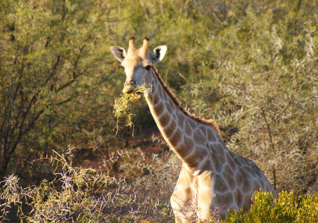 Zwartberg View Mountain Lodge Oudtshoorn Exterior photo
